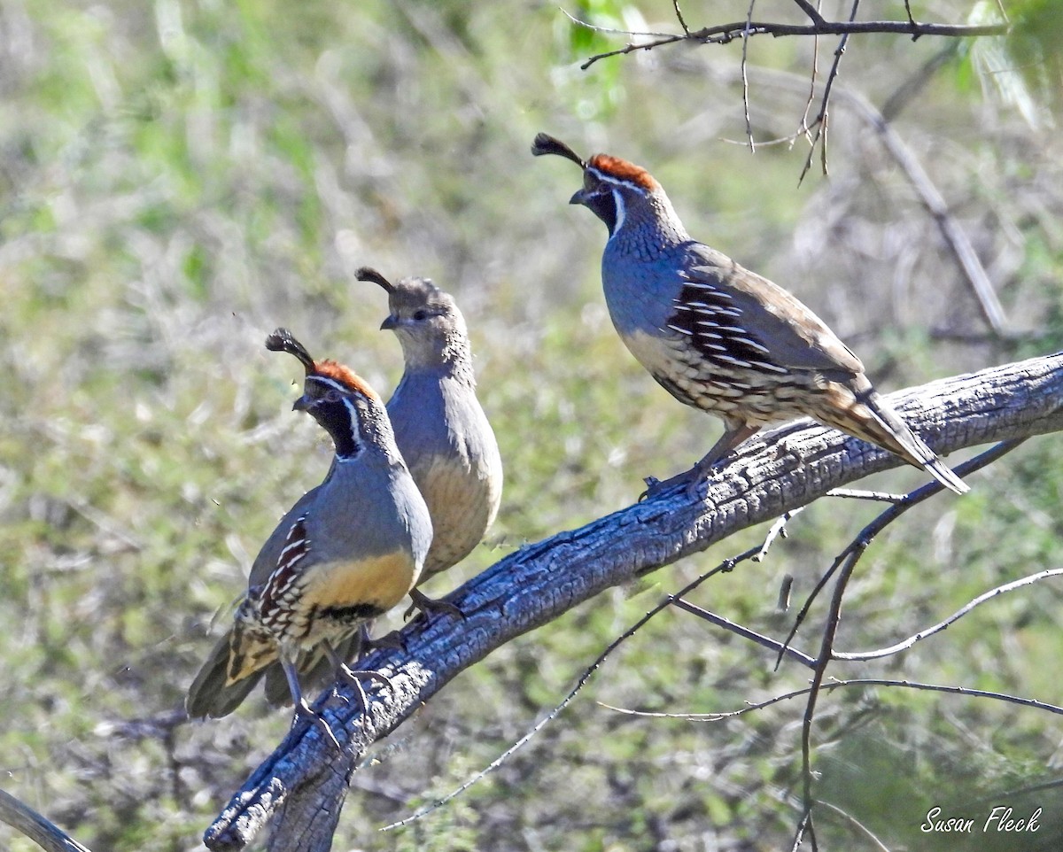 křepel čelenkový - ML644538280