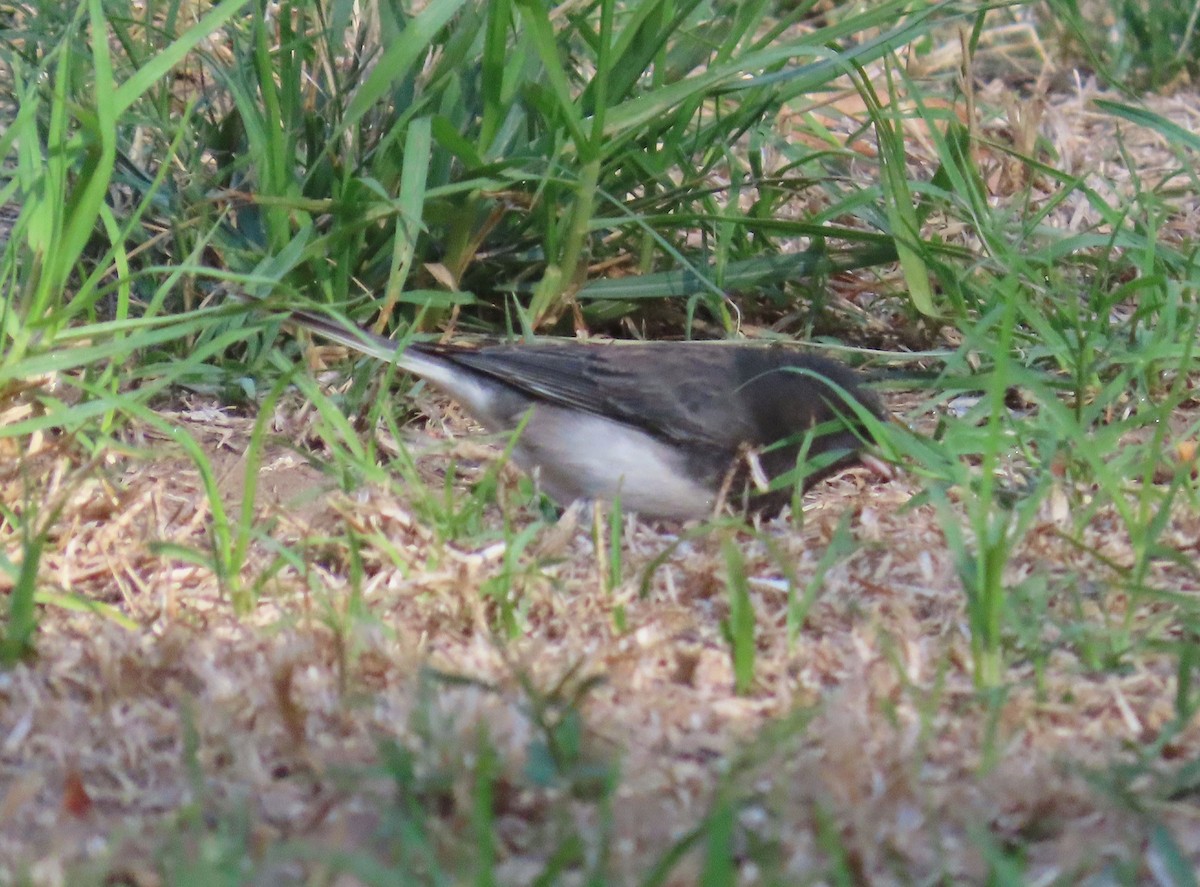 strnadec zimní (ssp. cismontanus) - ML644538286