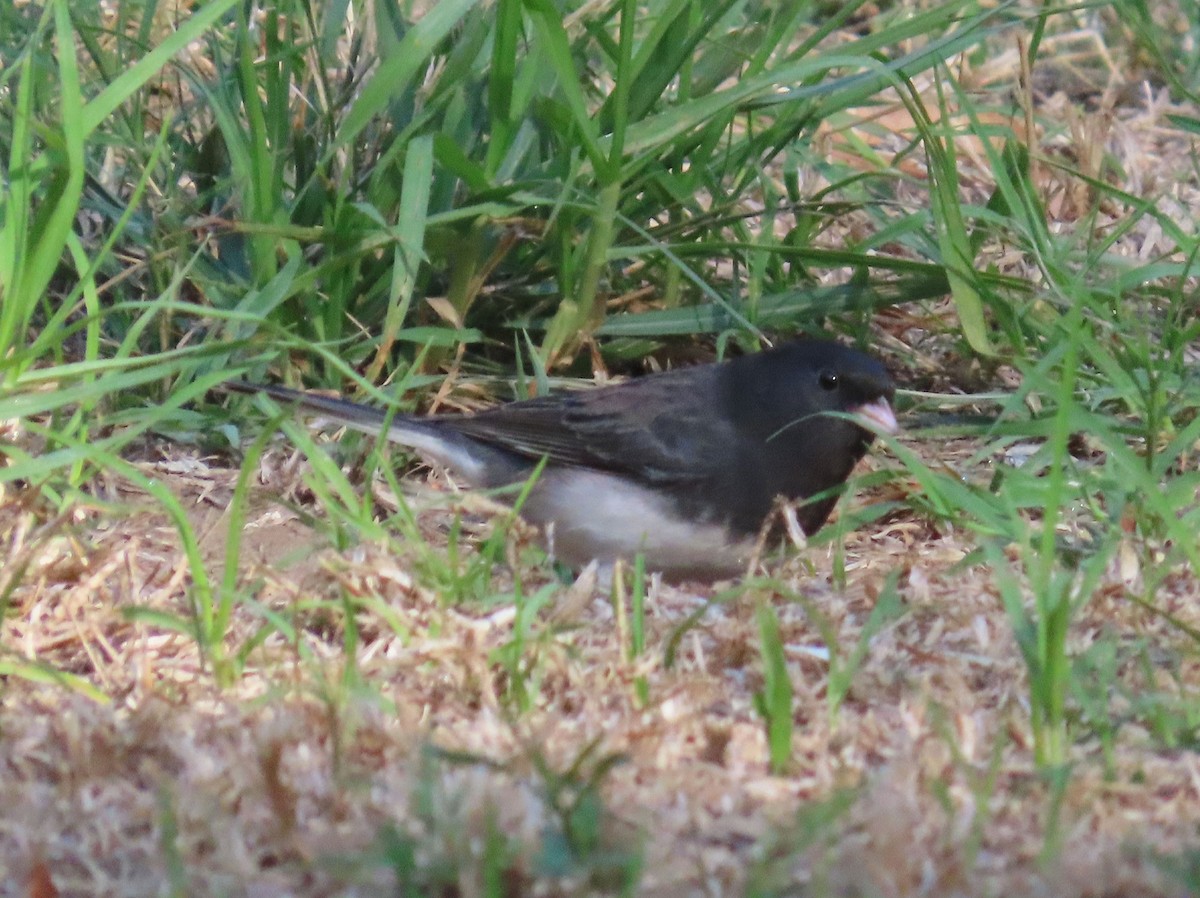 strnadec zimní (ssp. cismontanus) - ML644538287