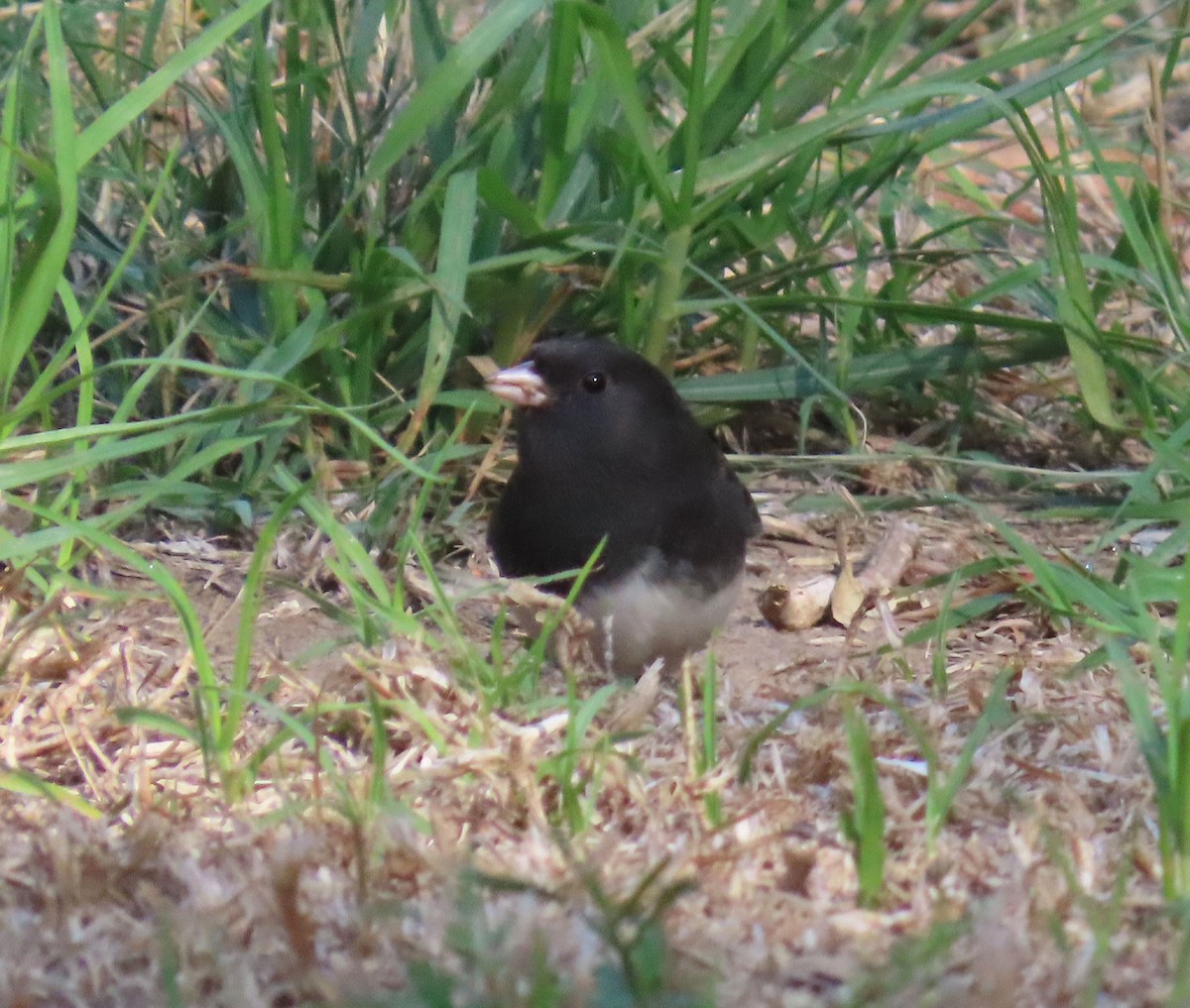 strnadec zimní (ssp. cismontanus) - ML644538288