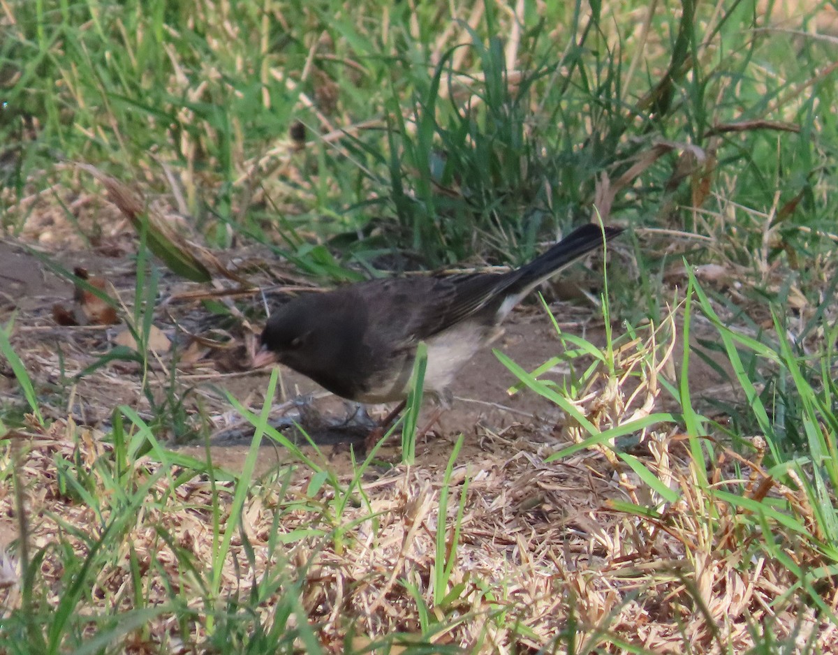 strnadec zimní (ssp. cismontanus) - ML644538289