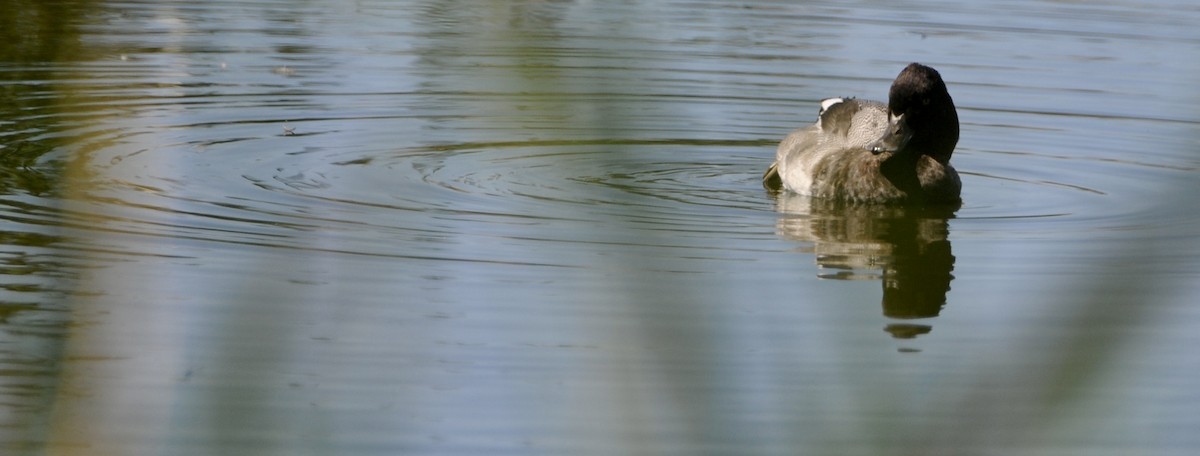polák vlnkovaný - ML644538290