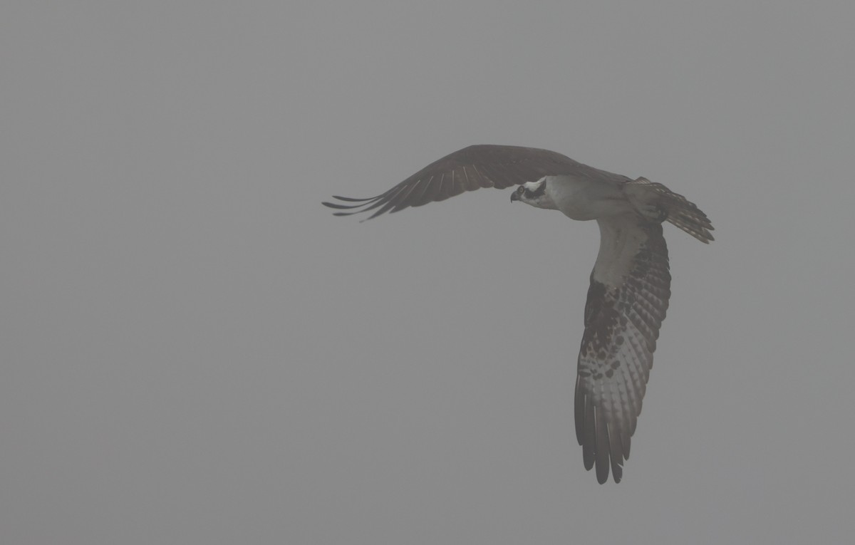 orlovec říční - ML644538298