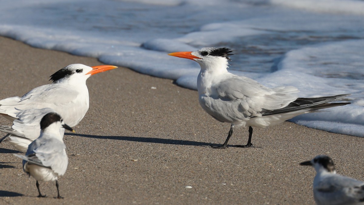 rybák královský - ML644538300