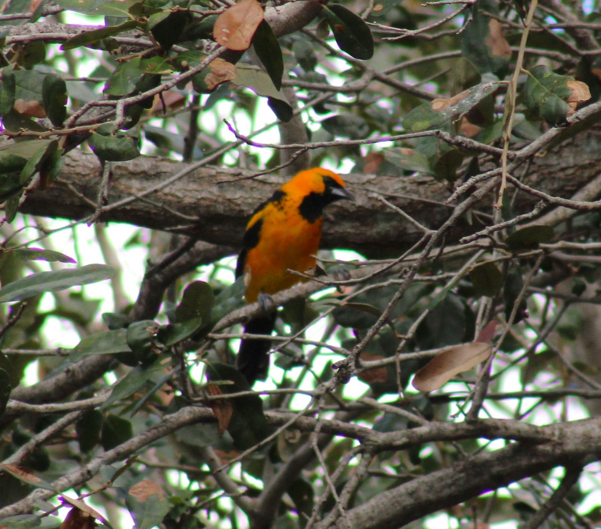 Spot-breasted Oriole - ML644538301