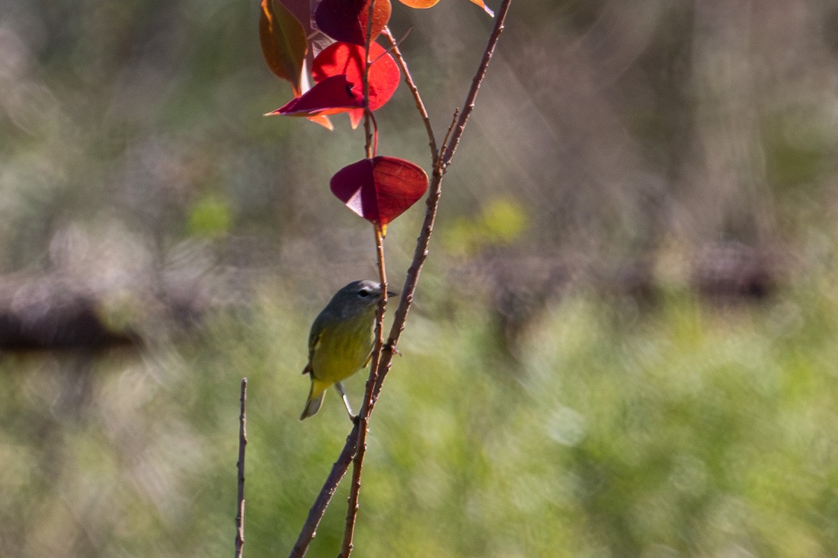 lesňáček hvězdičkový - ML644538302