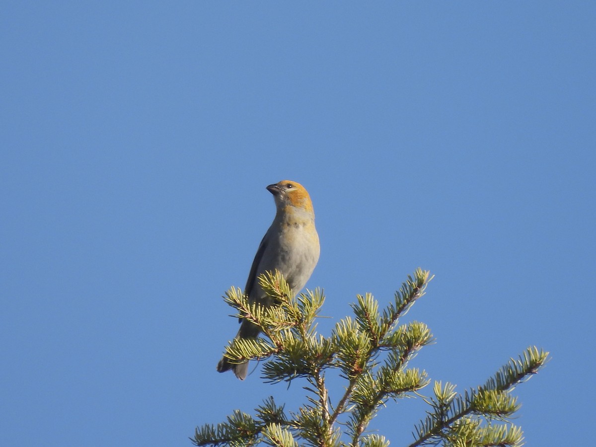 hýl křivčí - ML644538303