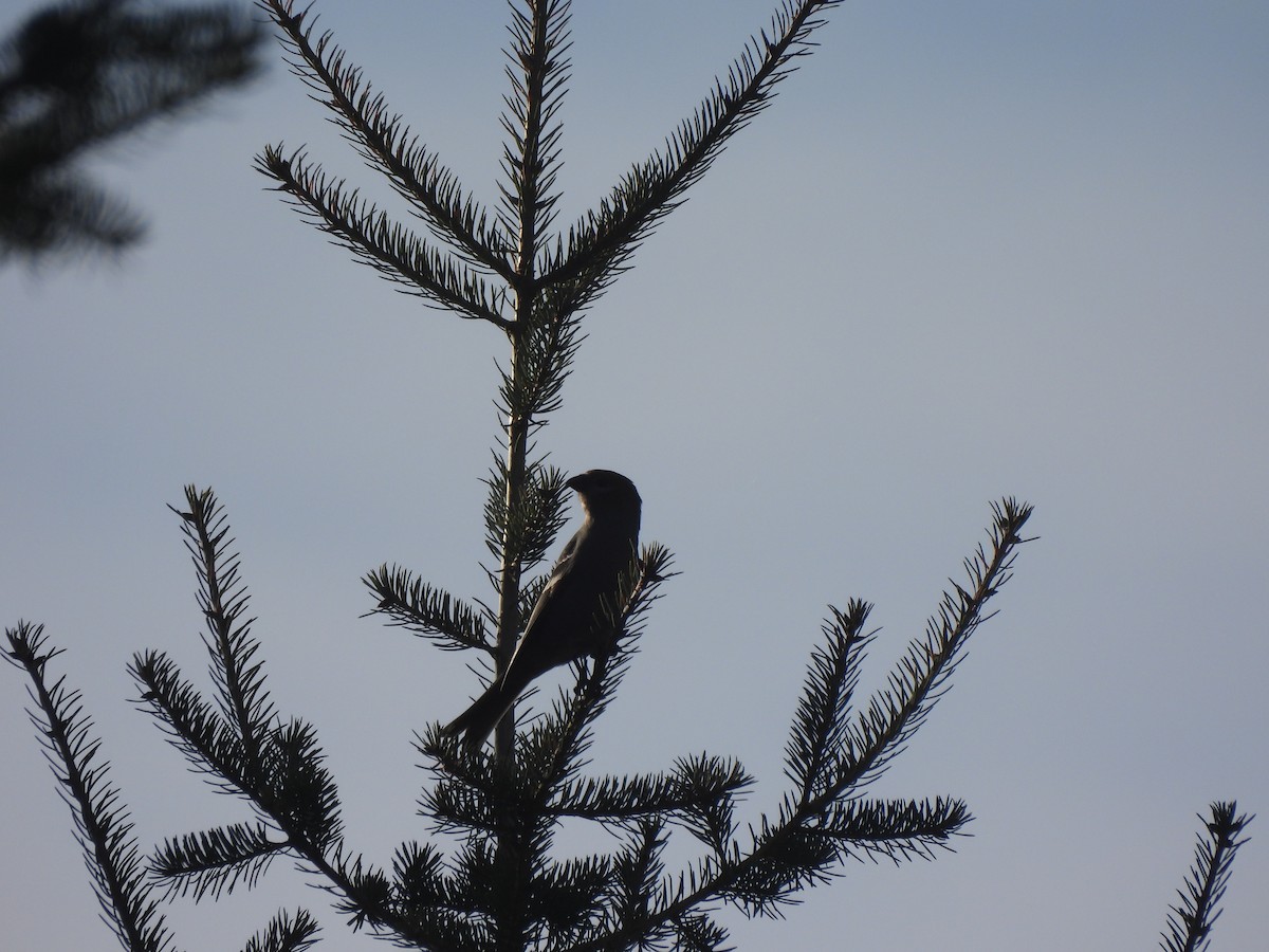 hýl křivčí - ML644538304