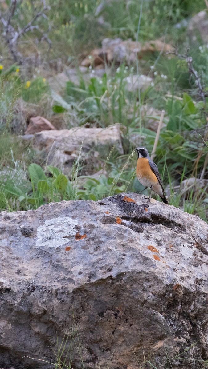 iranie bělohrdlá - ML644538309