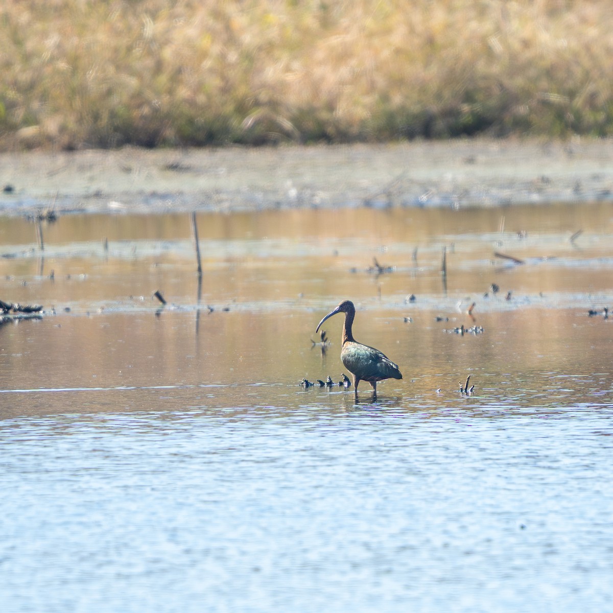 Çeltikçi/Ak Yüzlü Çeltikçi - ML644538310