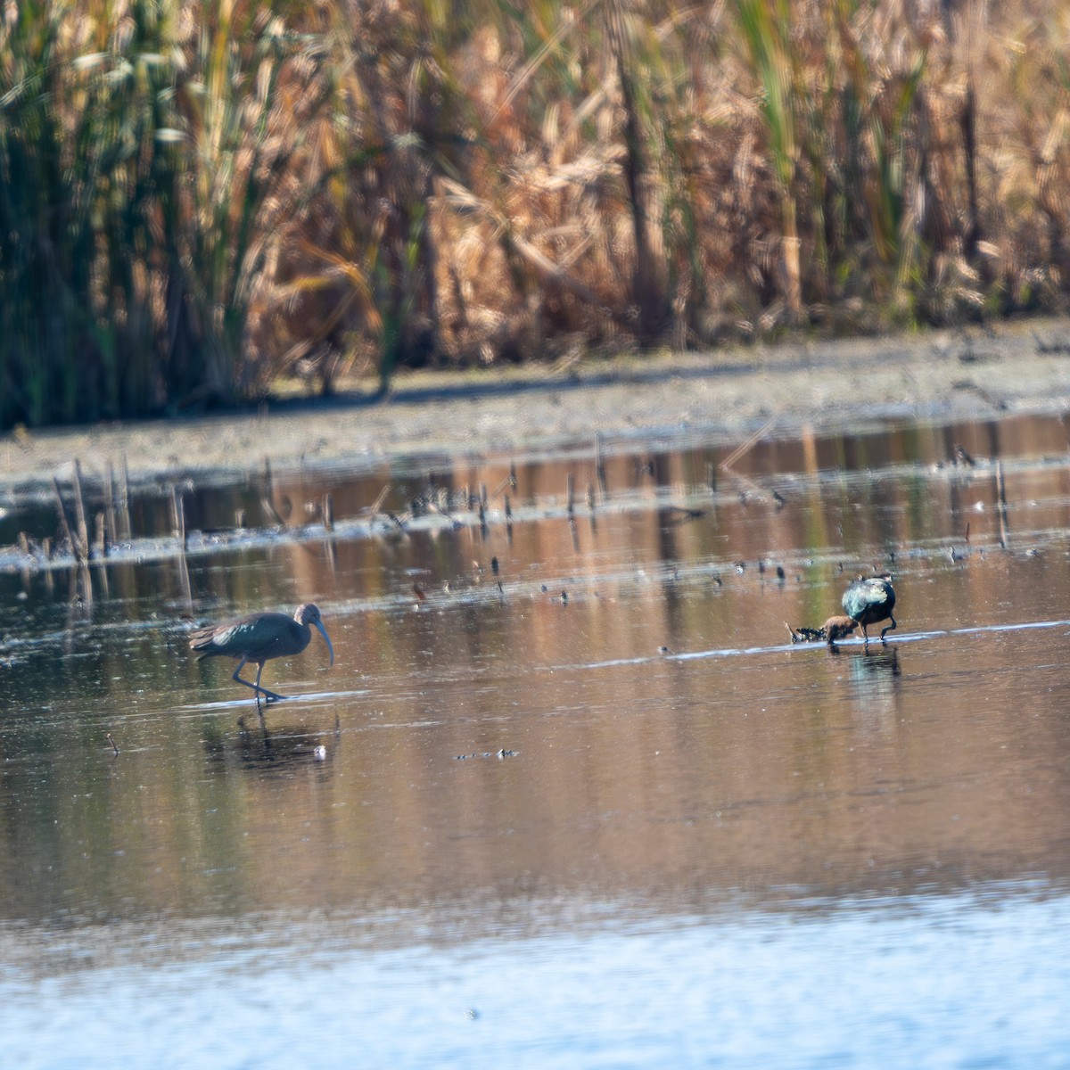 Çeltikçi/Ak Yüzlü Çeltikçi - ML644538311