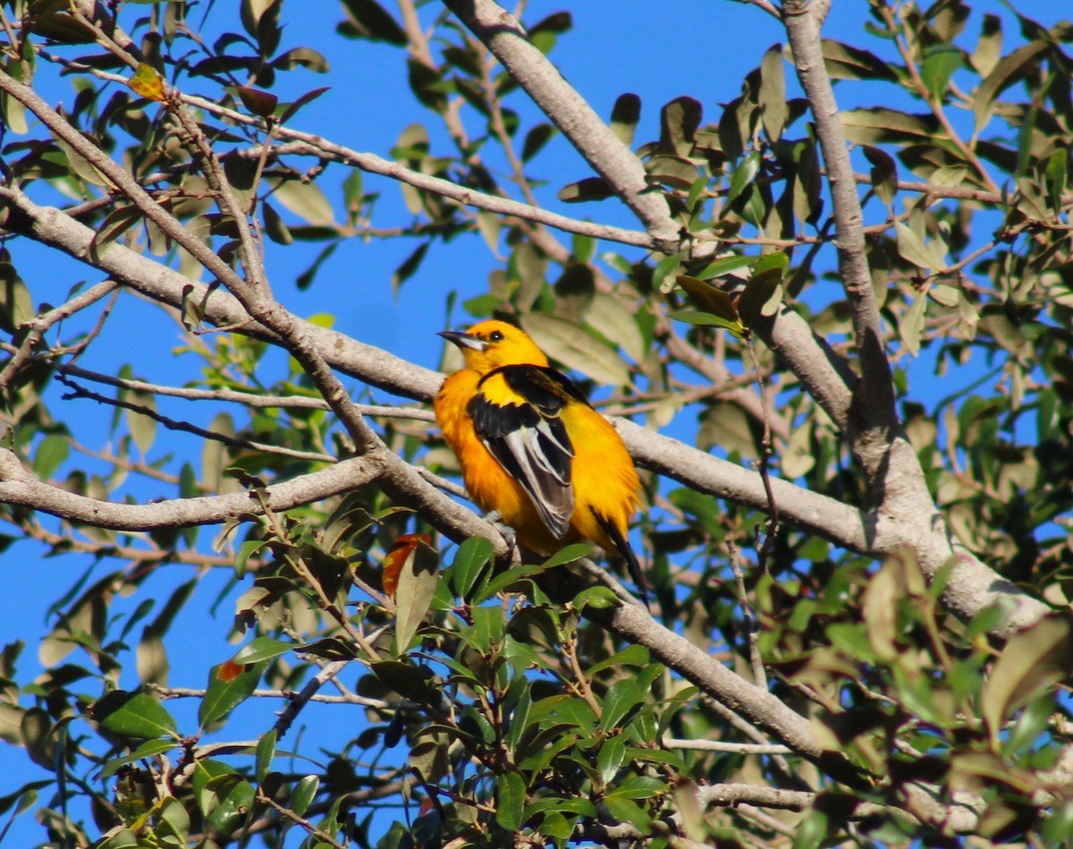 Spot-breasted Oriole - ML644538312