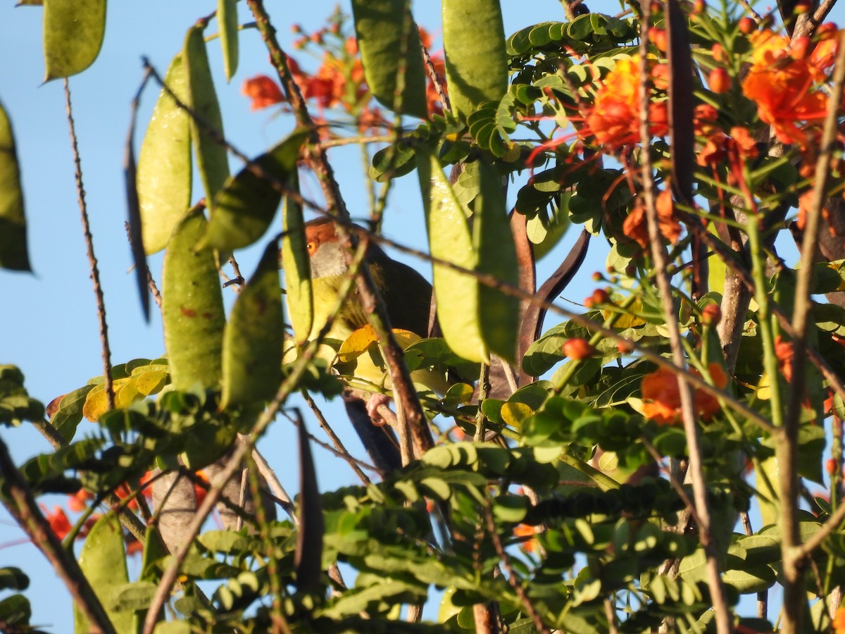 Rufous-browed Peppershrike - ML644538317