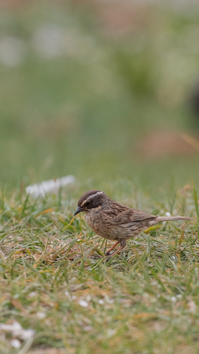 Radde's Accentor - ML644538321