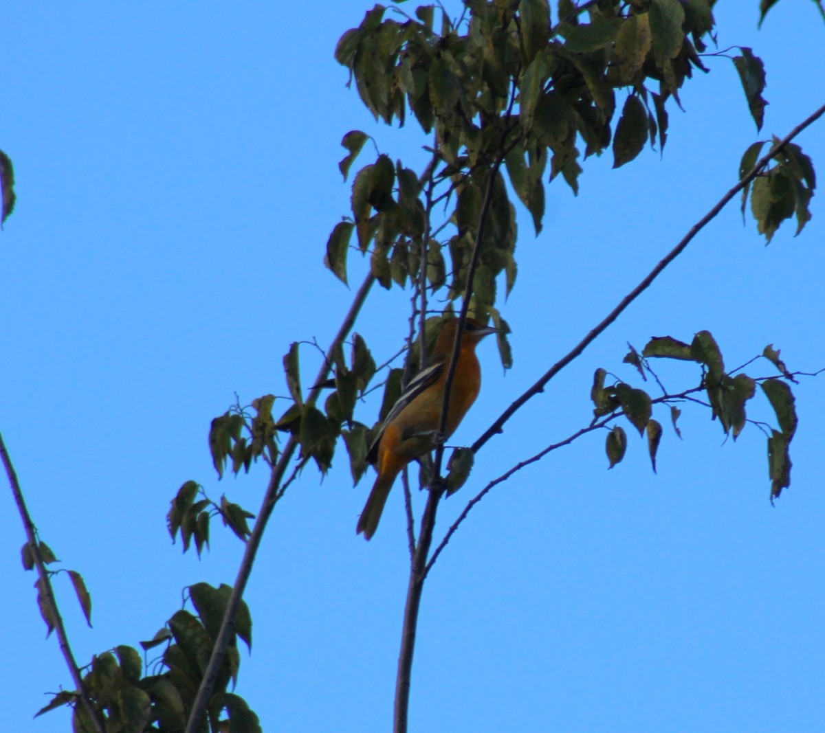 Oriole de Baltimore - ML644538326