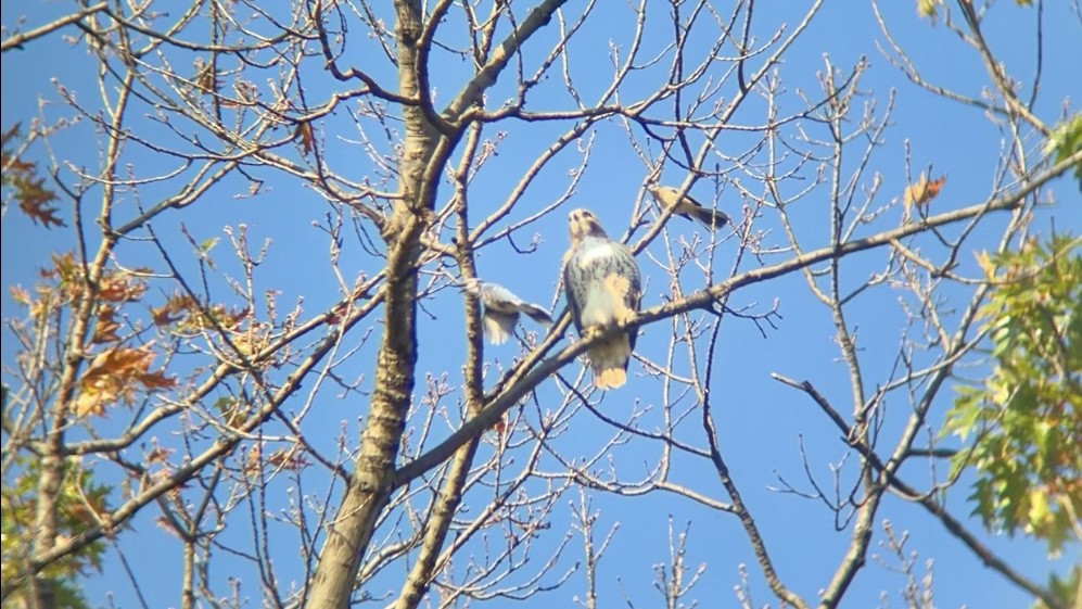 rødstjertvåk - ML644538328