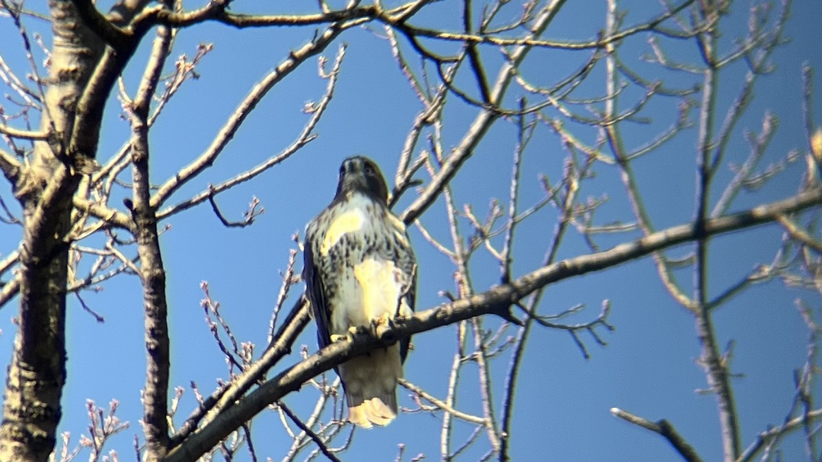 Red-tailed Hawk - ML644538330