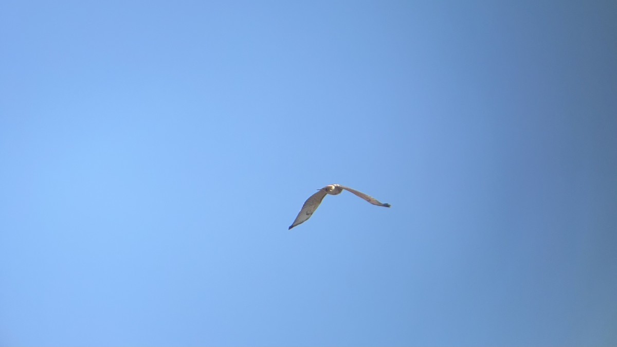 Red-tailed Hawk - ML644538331