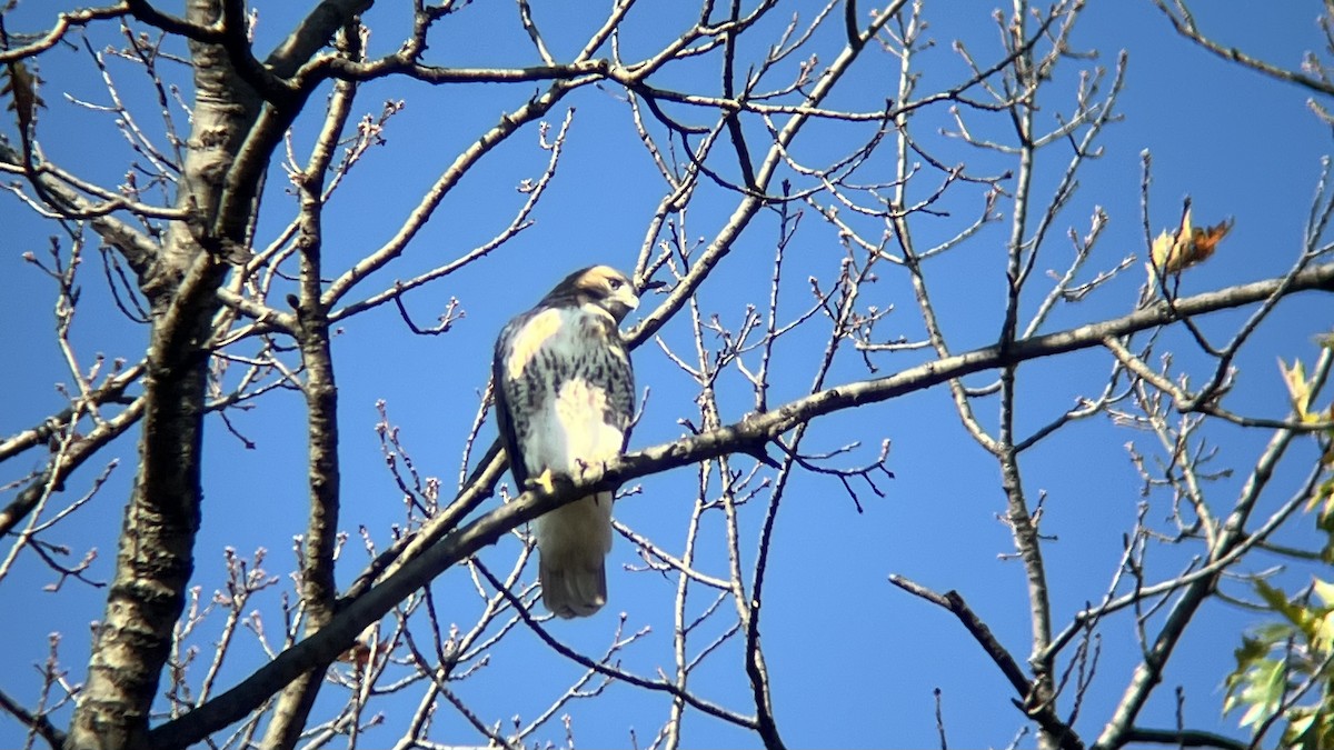 rødstjertvåk - ML644538332