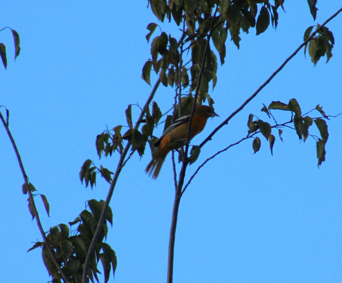 Oriole de Baltimore - ML644538339