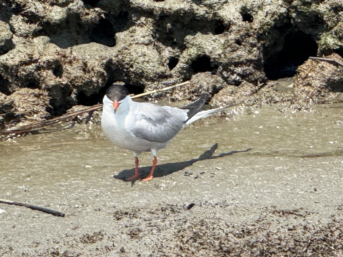 Эгэл хараалай - ML644538341