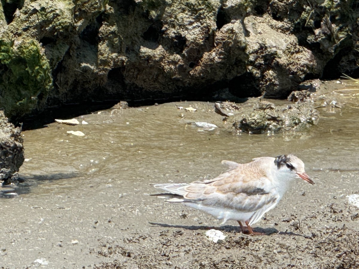 Эгэл хараалай - ML644538342