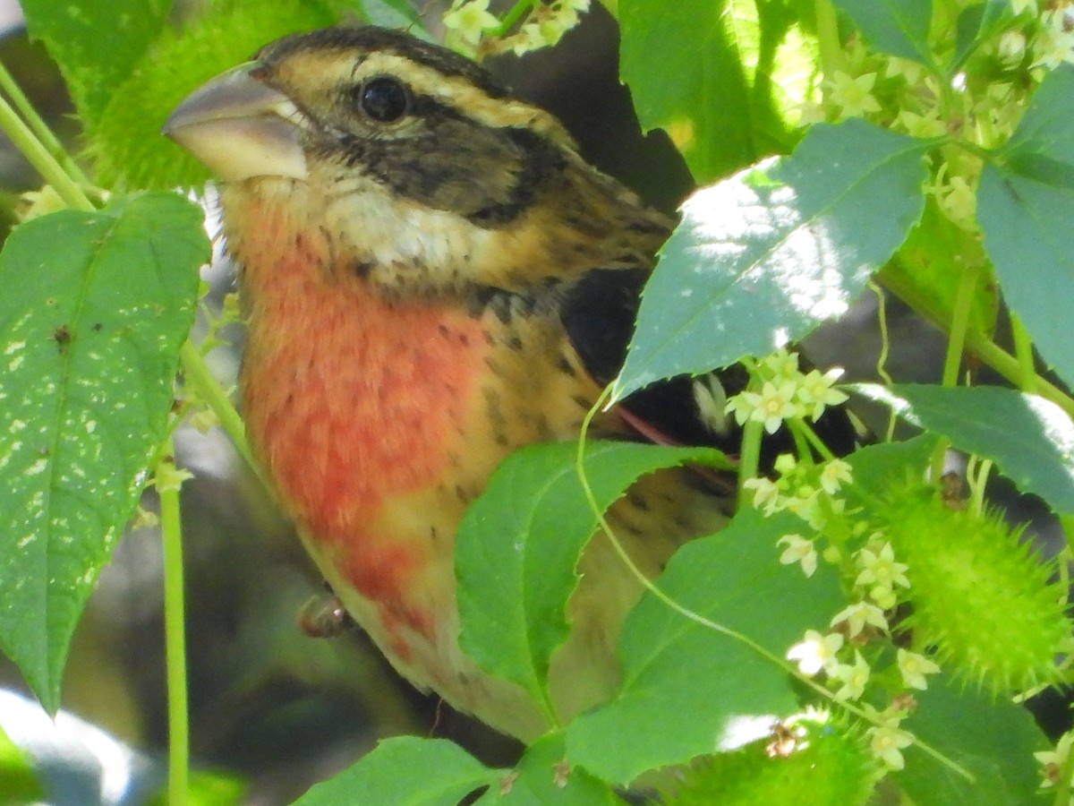 Rose-breasted Grosbeak - ML644538344