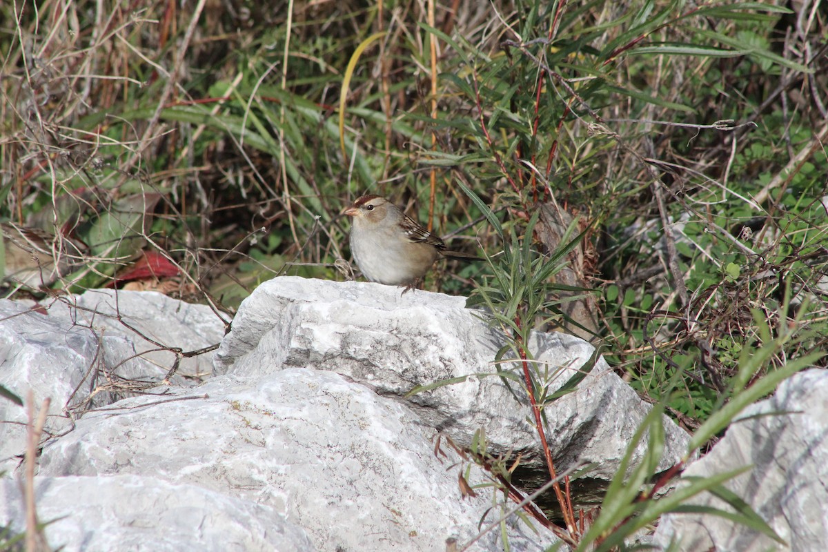 White-crowned Sparrow - ML644538345