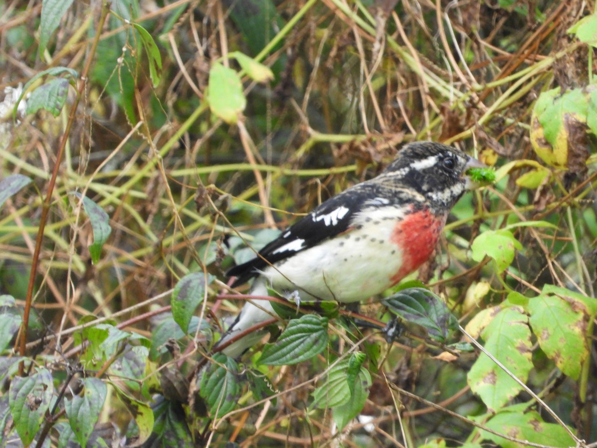 Rose-breasted Grosbeak - ML644538347
