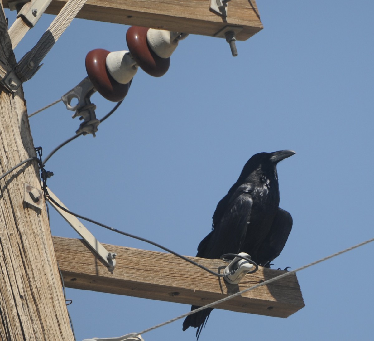 Kolkrabe - ML644538350