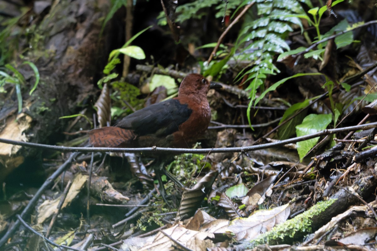 Forbes's Forest Rail - ML644538353