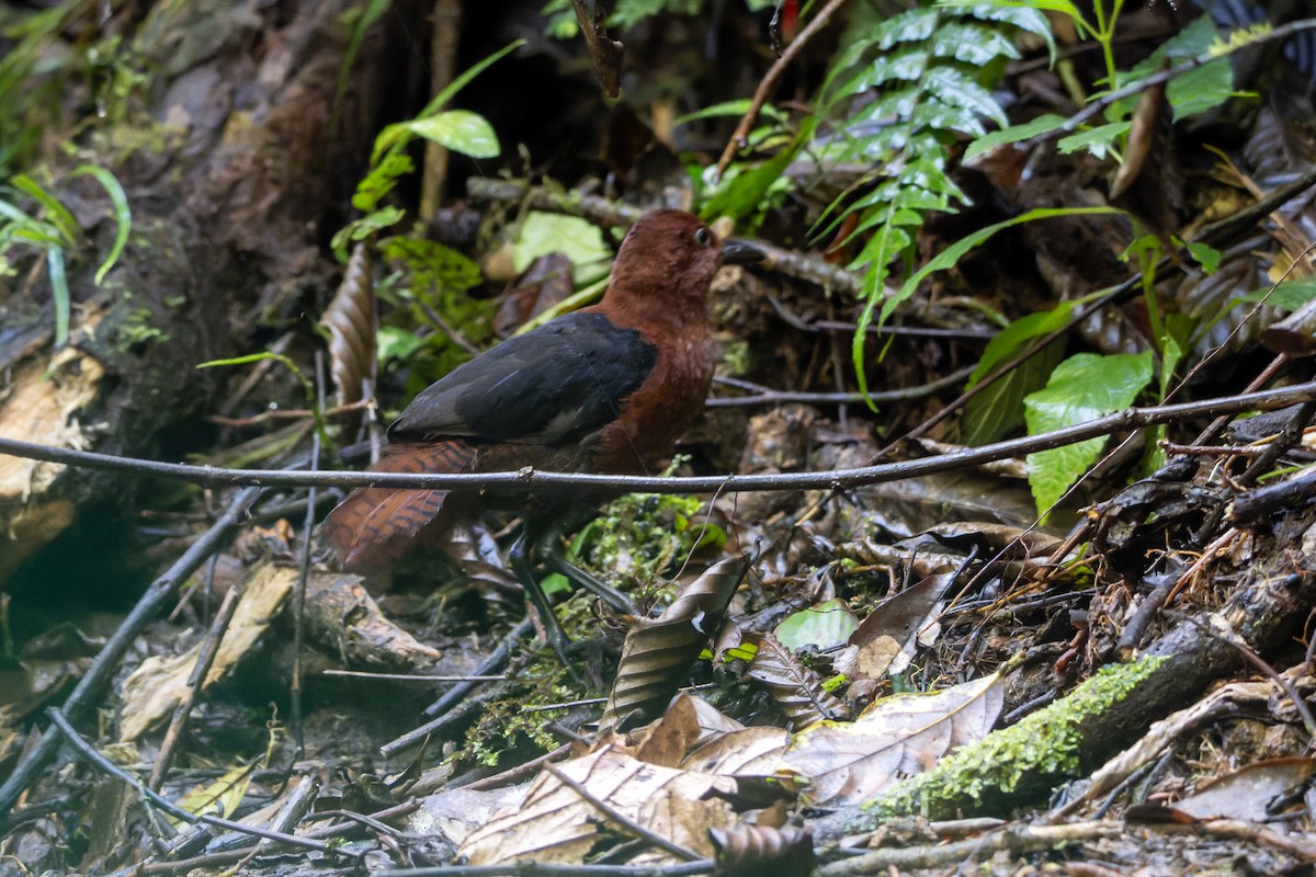 Forbes's Forest Rail - ML644538360