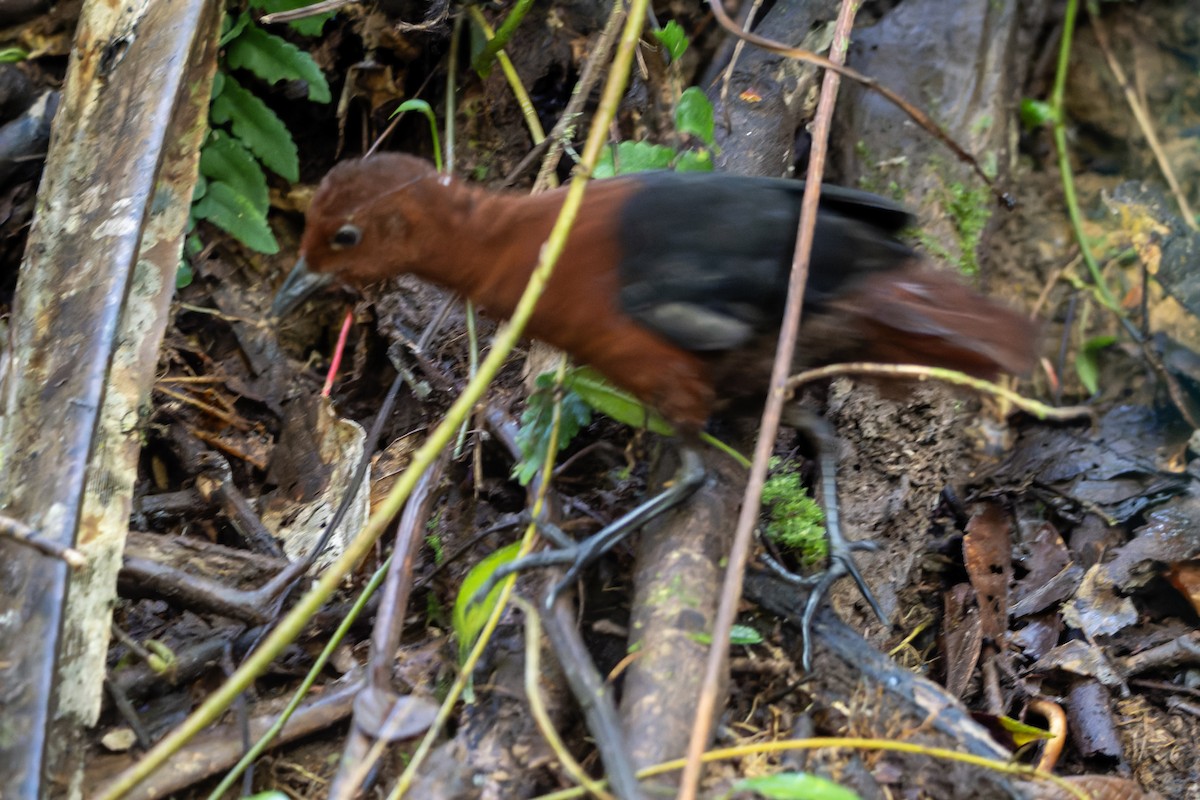 Forbes's Forest Rail - ML644538361