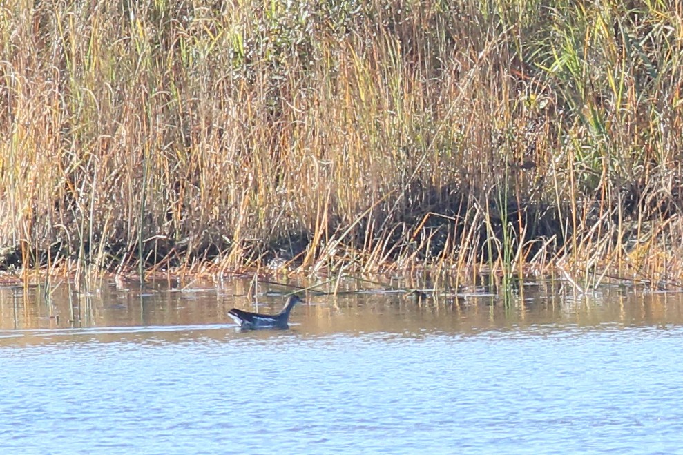 amerikasivhøne - ML644538363