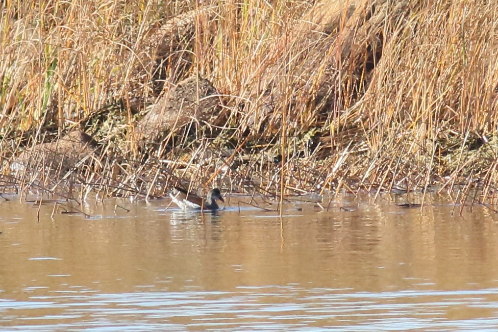 amerikasivhøne - ML644538364