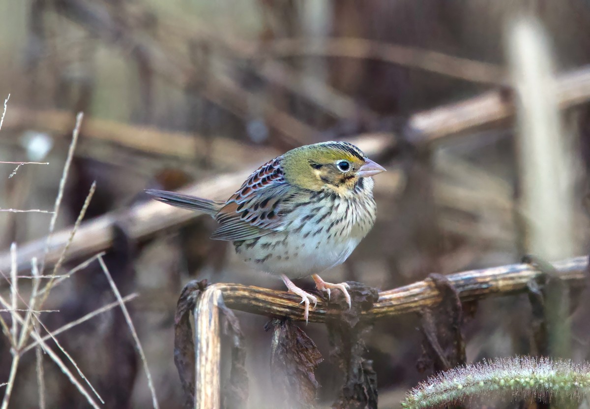 Henslow's Sparrow - ML644538365
