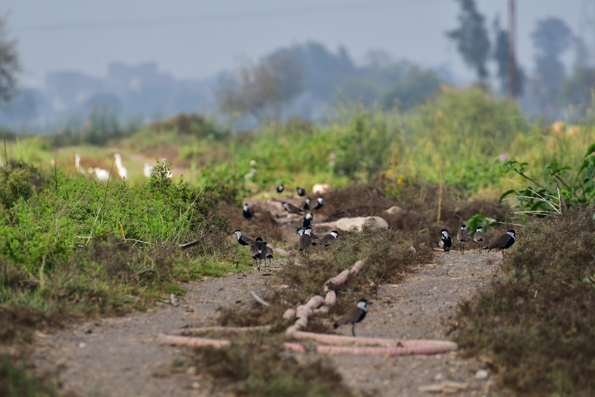 Spur-winged Lapwing - ML644538368