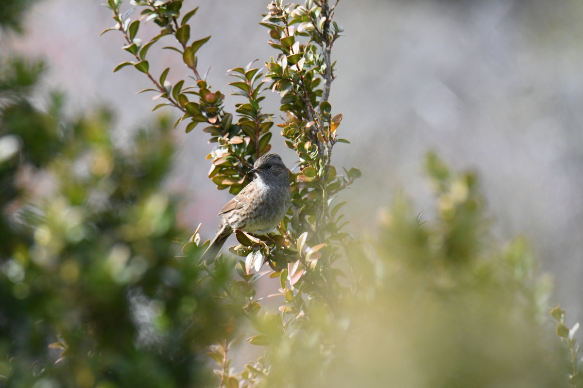 Dunnock - ML644538370