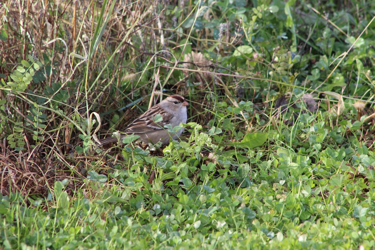White-crowned Sparrow - ML644538371