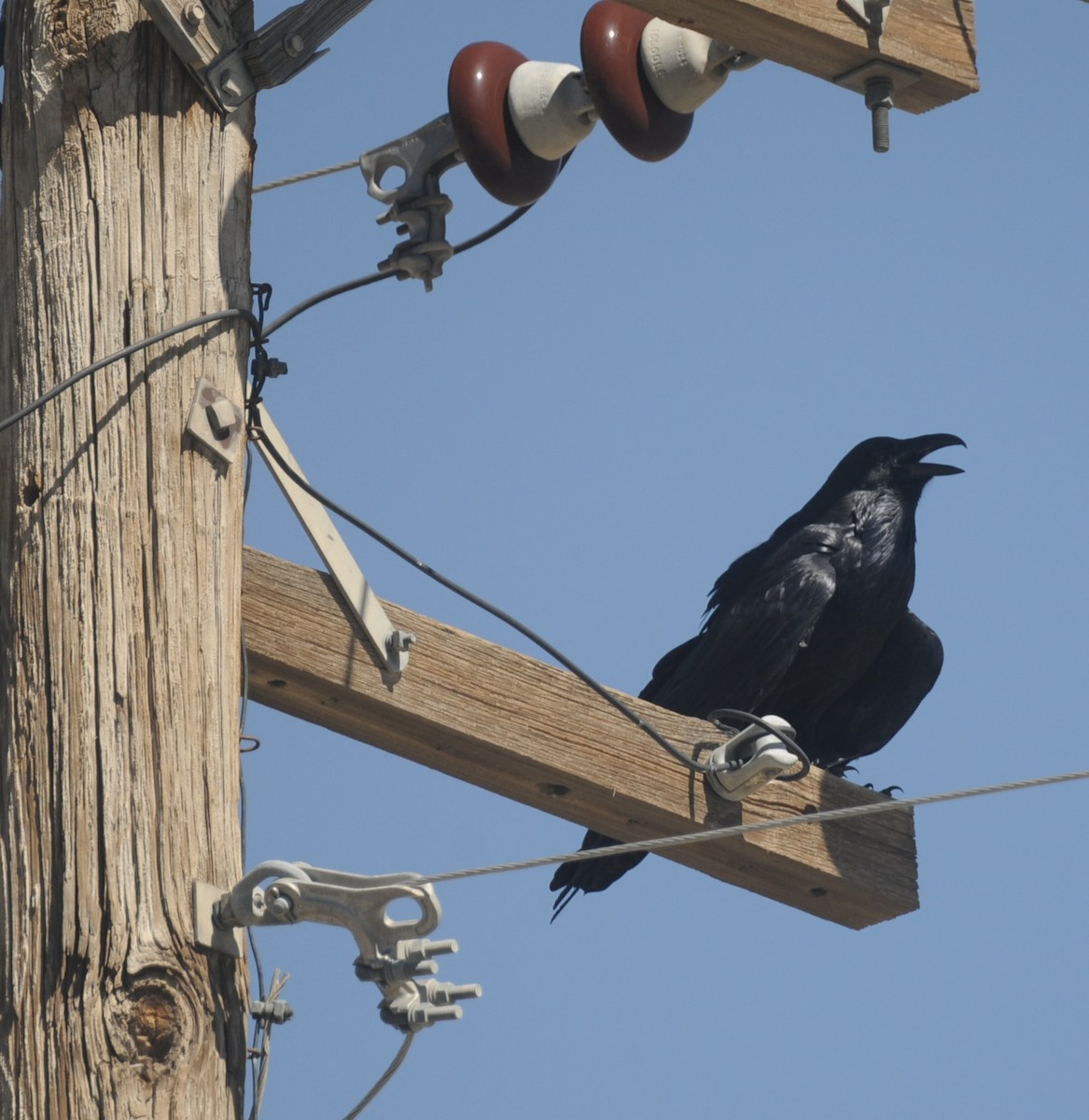 Kolkrabe - ML644538375