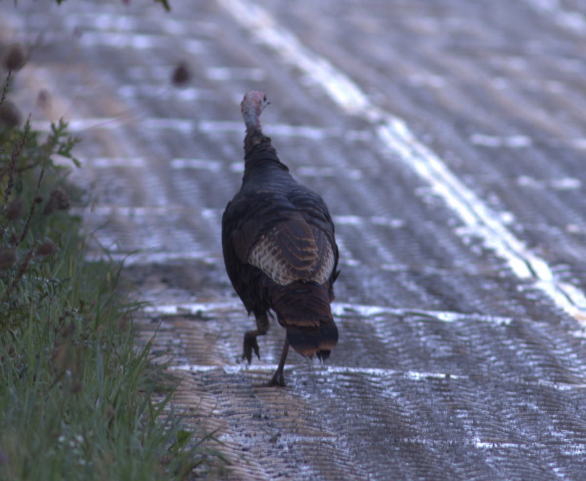 Wild Turkey - ML644538376