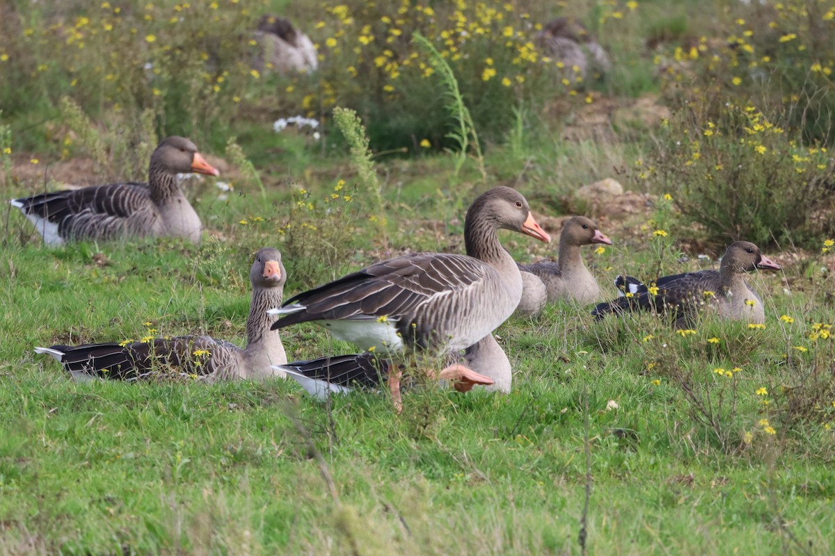 灰雁 - ML644538377