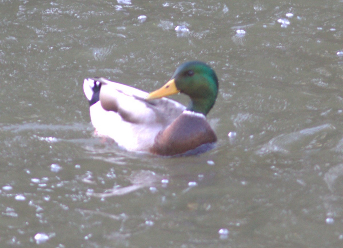 Mallard - ML644538381