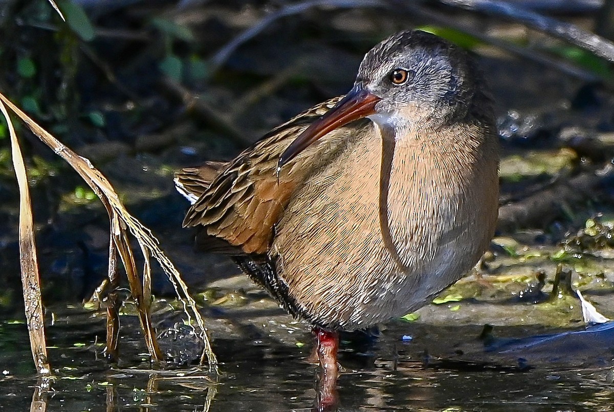 Virginia Rail - ML644538382
