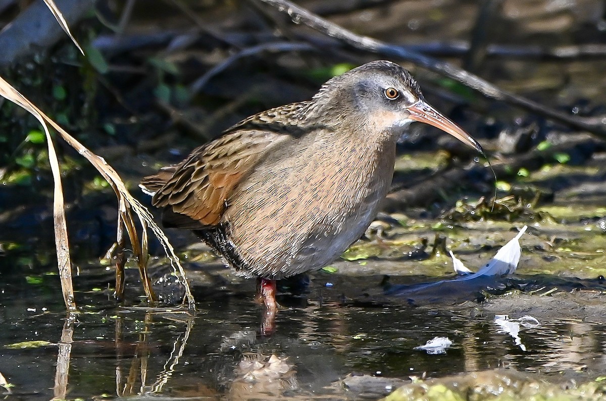 Virginia Rail - ML644538383