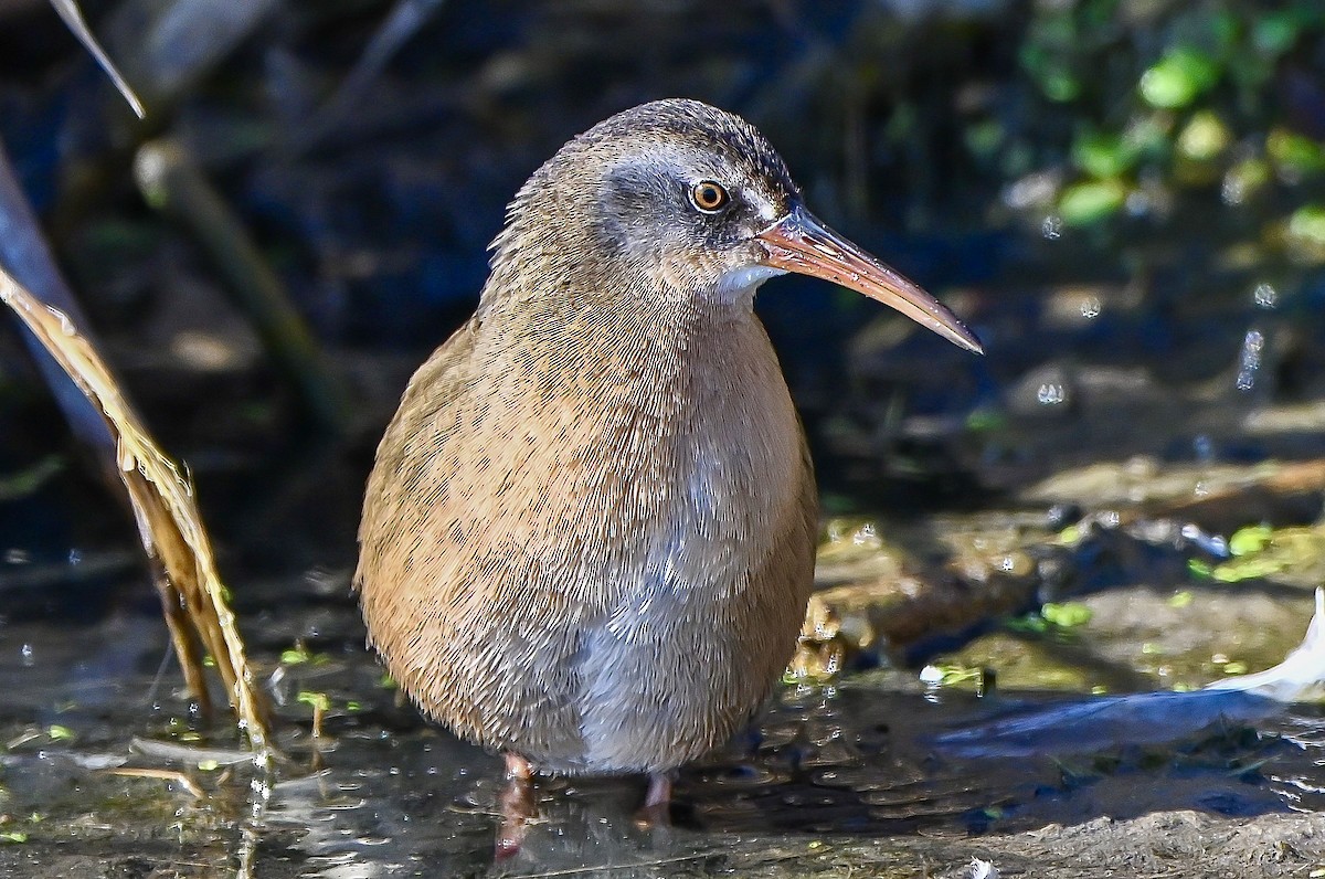 Virginia Rail - ML644538384