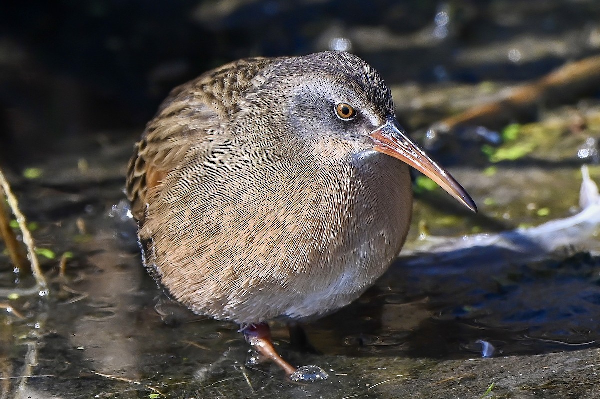 Virginia Rail - ML644538385