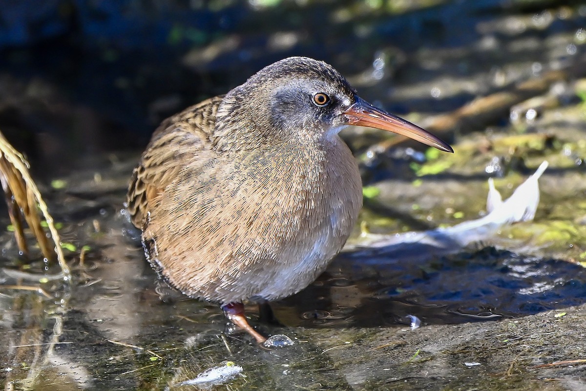 Virginia Rail - ML644538386