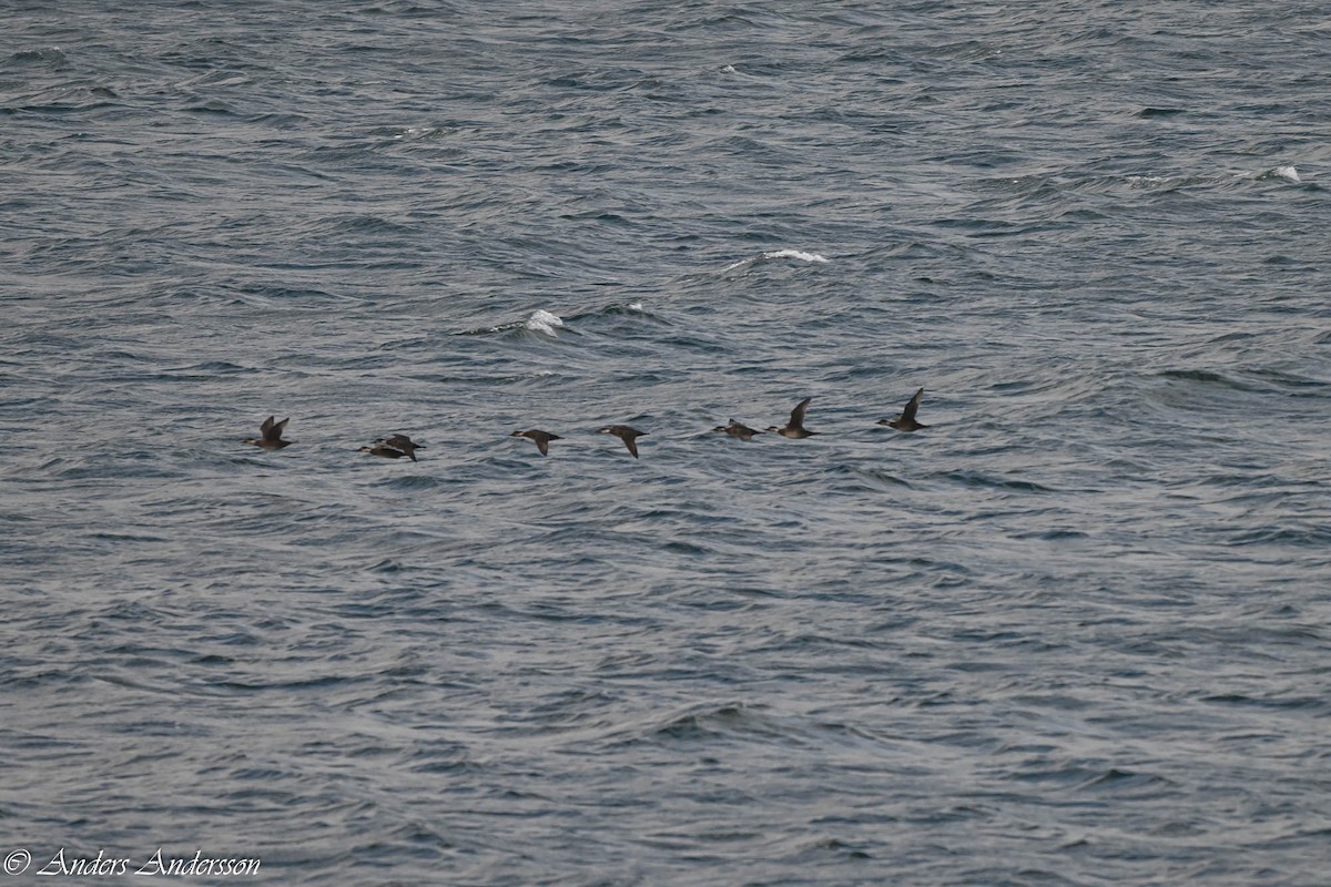 Common Scoter - ML644538389
