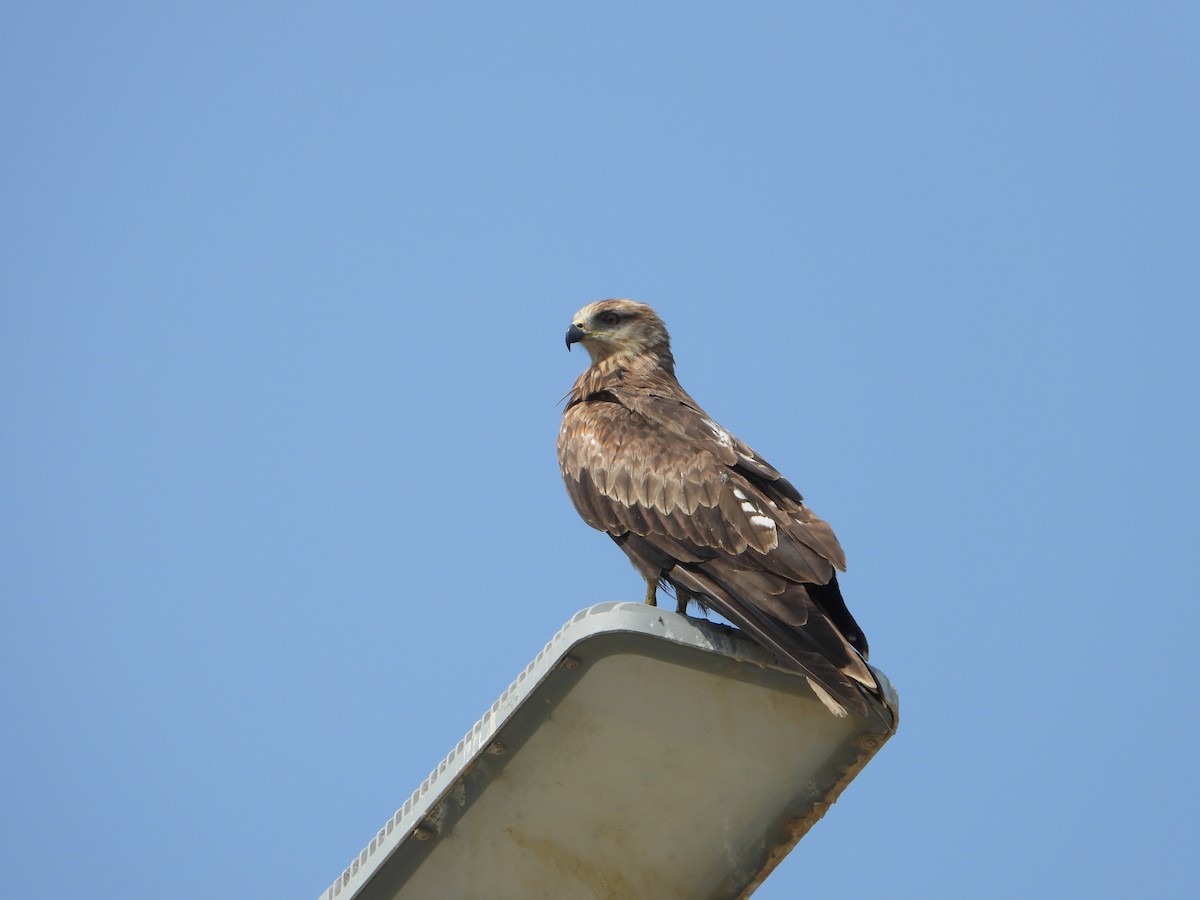 svartglente - ML644538390